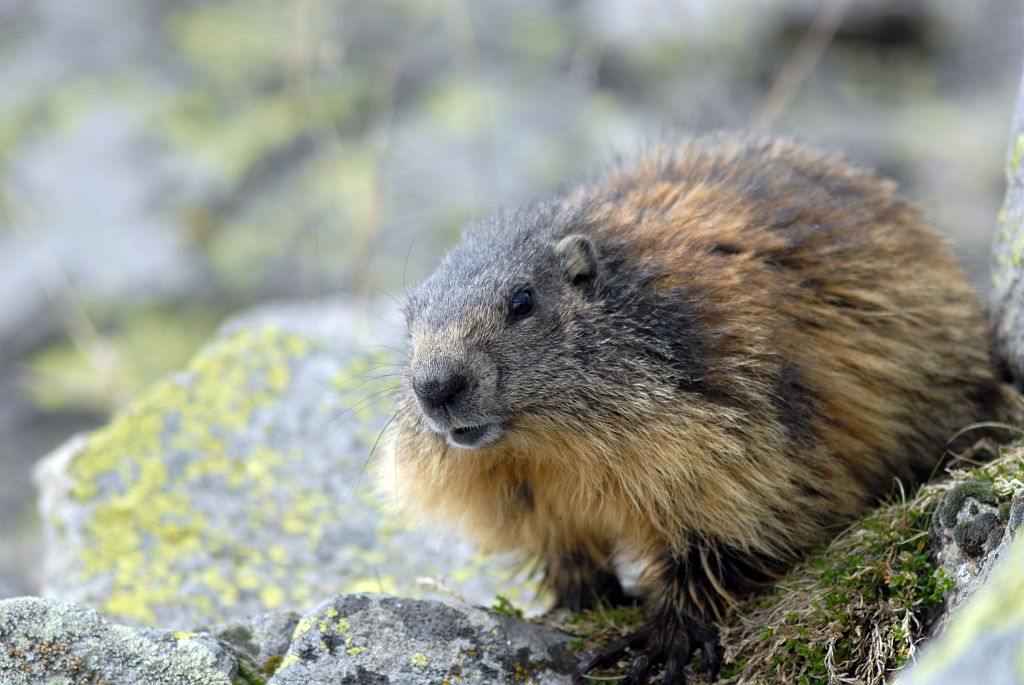 Marmotte au printemps au Saut du Laire - Prapic © Rodolphe Papet - Parc national des Ecrins