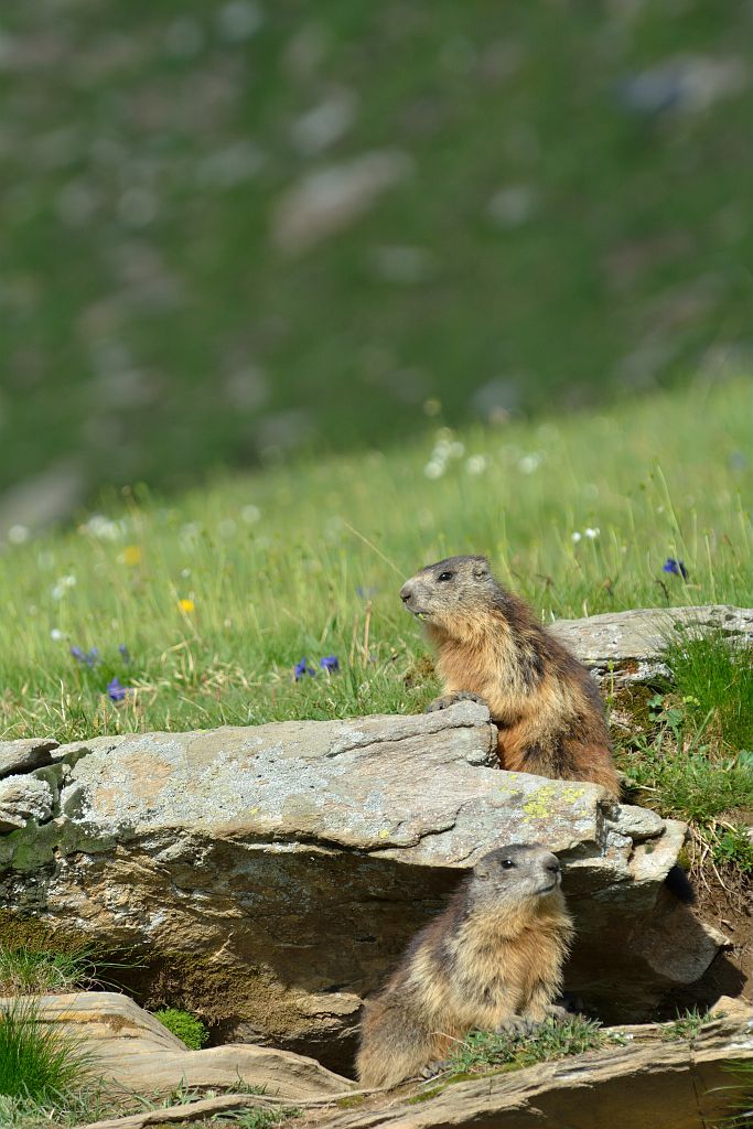 Marmottes à leur terrier © Mireille Coulon - Parc national des Ecrins Marmottes à leur terrier © Mireille Coulon - Parc national des Ecrins