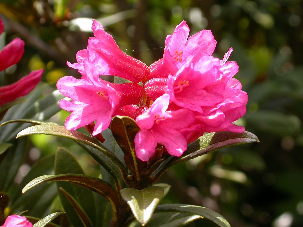 Rando du Lauzon, Rhododendron ferrugineux © Olivier Warluzelle - Parc national des Ecrins Rando du Lauzon, Rhododendron ferrugineux © Olivier Warluzelle - Parc national des Ecrins