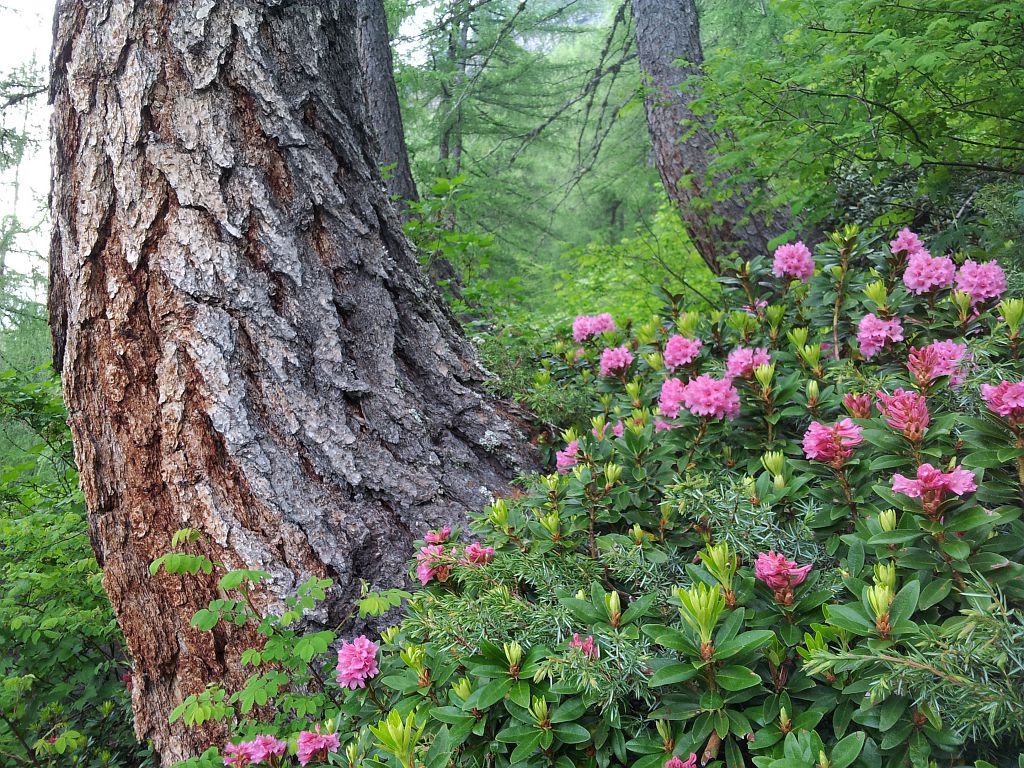 Rhododendrons devant mélèzes en crosse © Marion Digier - Parc national des Ecrins