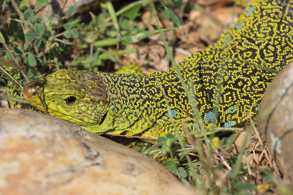 Lézard ocellé © Marc Corail - Parc national des Ecrins Lézard ocellé © Marc Corail - Parc national des Ecrins