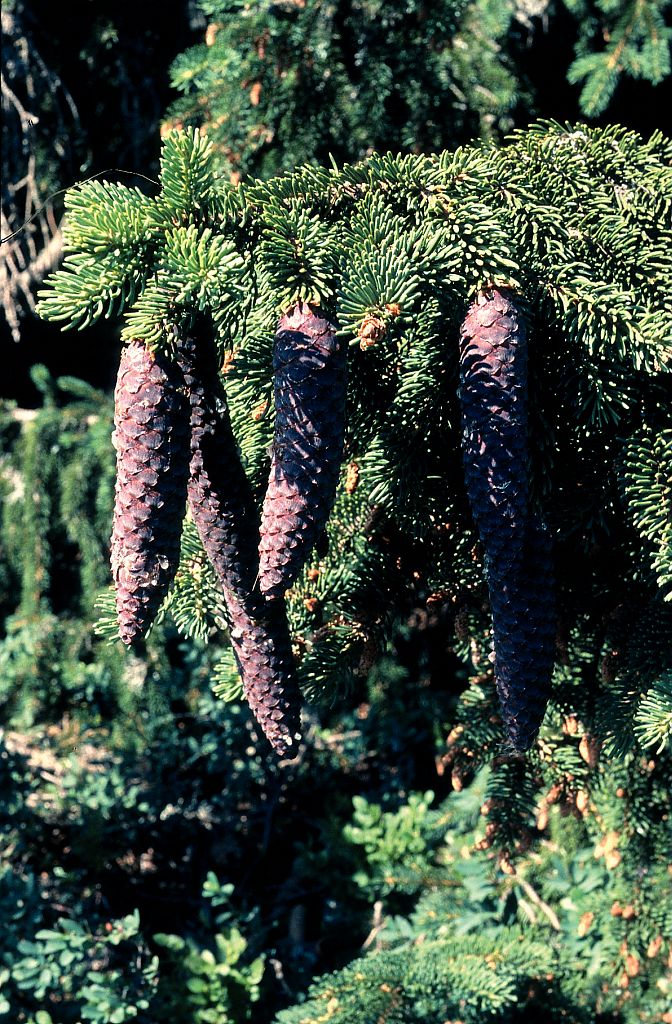 Epicea commun - cônes © Bernard Nicollet - Parc national des Ecrins