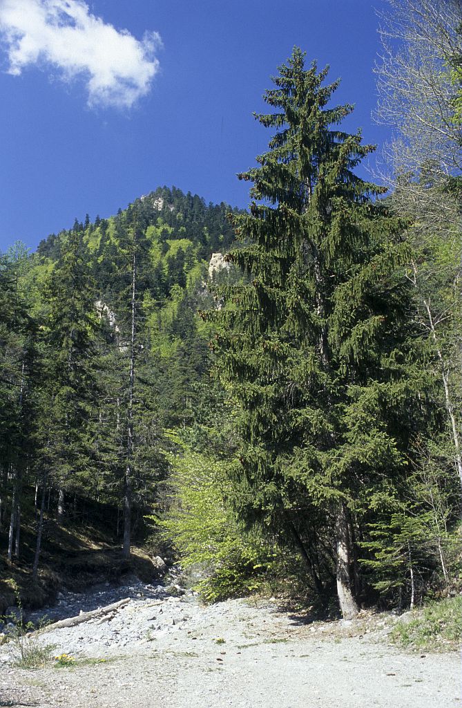 Epicéa © Bernard Nicollet - Parc national des Ecrins