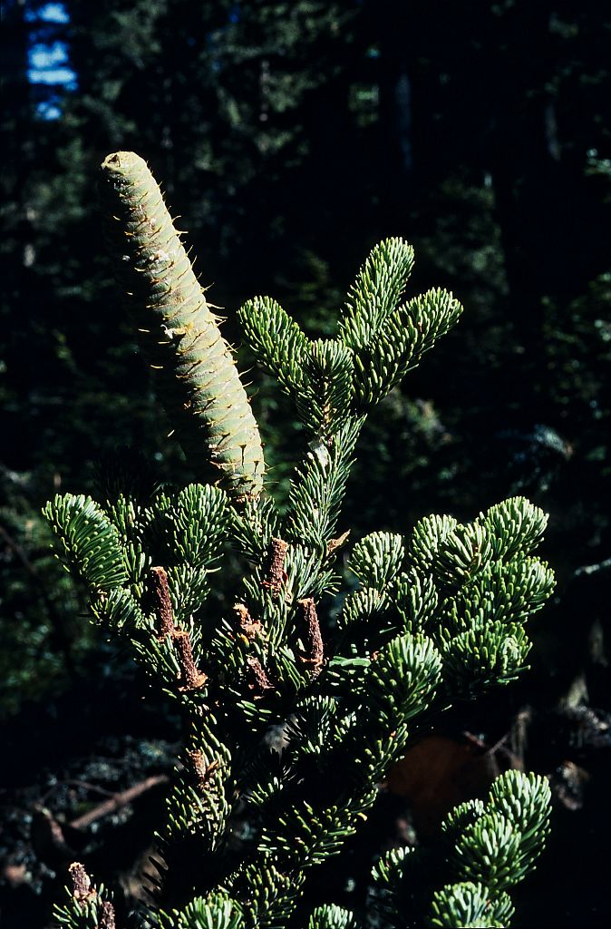 Cône de sapin blanc © Bernard Nicollet - Parc national des Ecrins