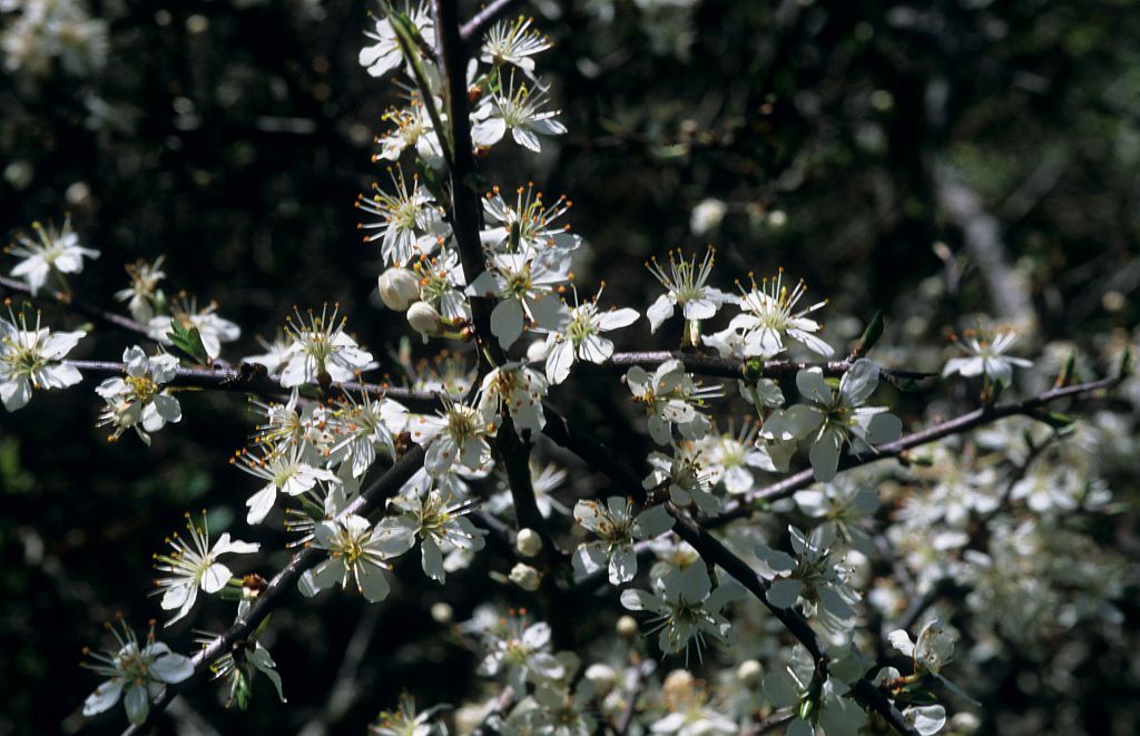 Prunier de Briançon - Marmottier © Bernard Nicollet - Parc national des Ecrins Prunier de Briançon - Marmottier © Bernard Nicollet - Parc national des Ecrins