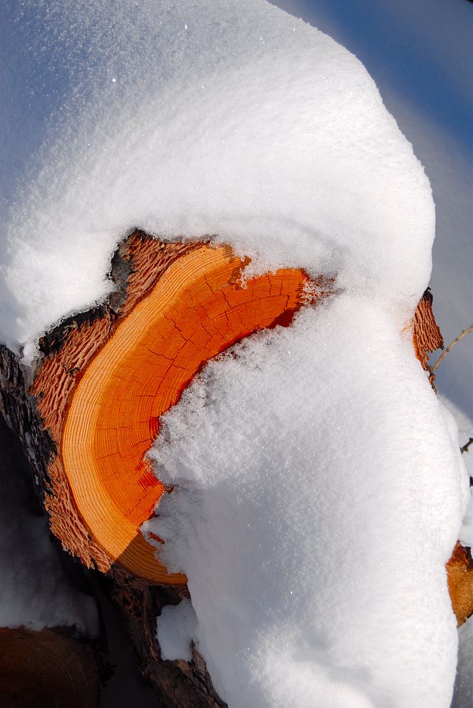 Mélèze scié sous la neige © Mireille Coulon - Parc national des Ecrins