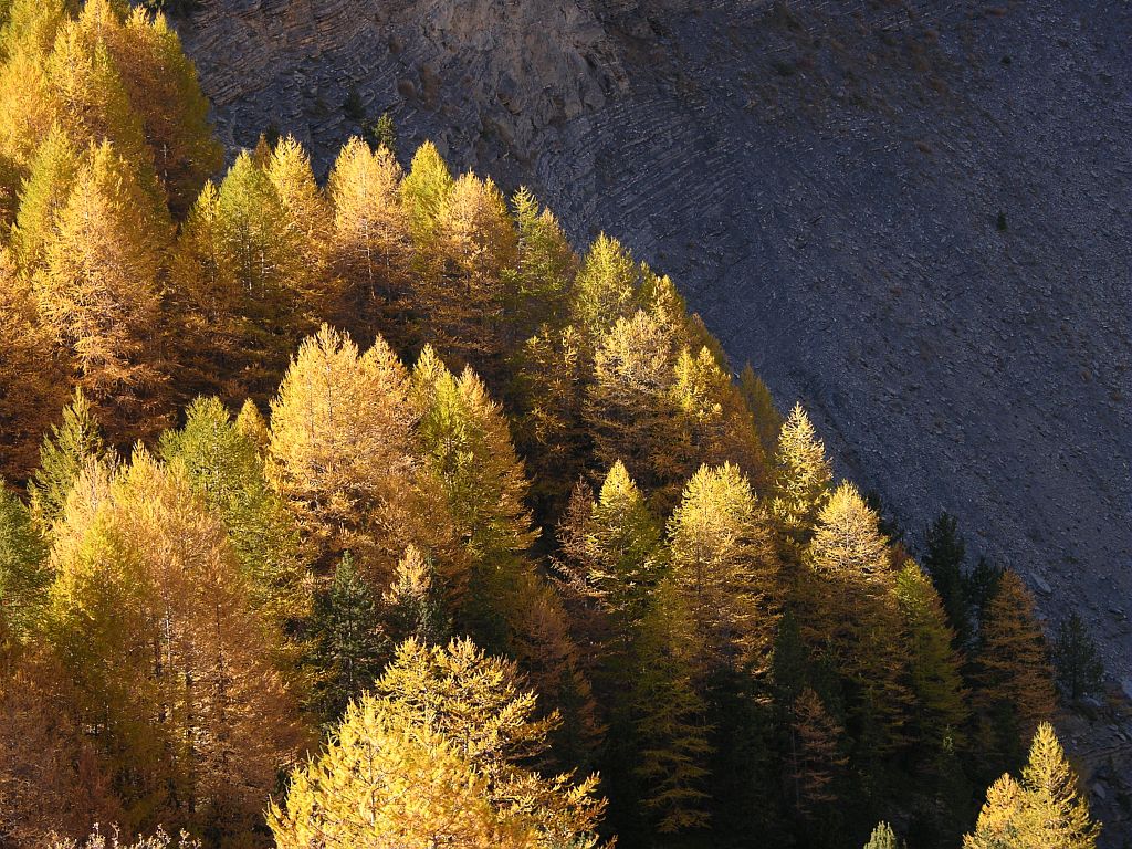 Mélèzin d'automne © Thierry Maillet - Parc national des Ecrins 