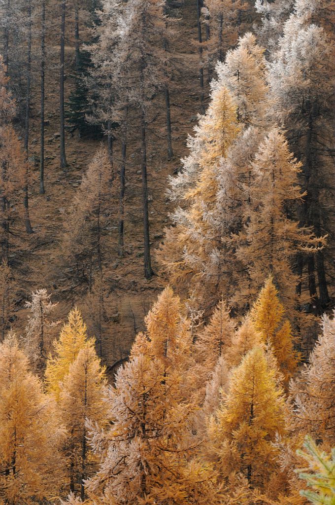 Mélezin à l'automne - brume et givre © Mireille Coulon - Parc national des Ecrins