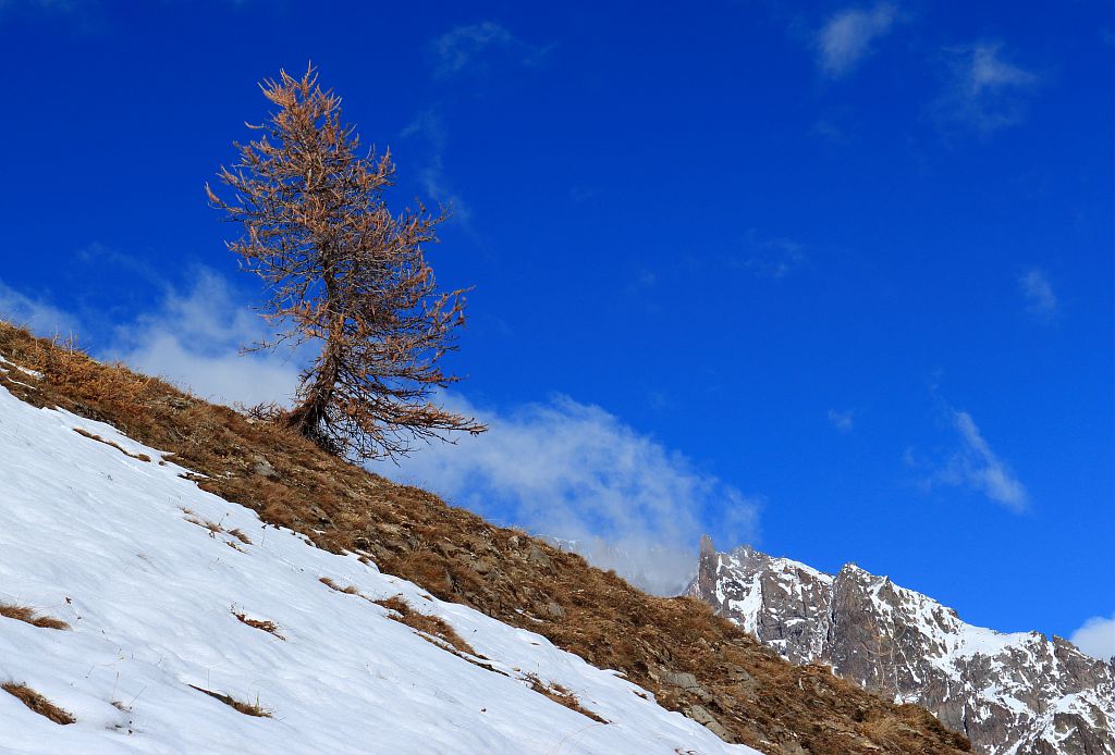 Mélèze © Christophe Albert  - Parc national des Ecrins