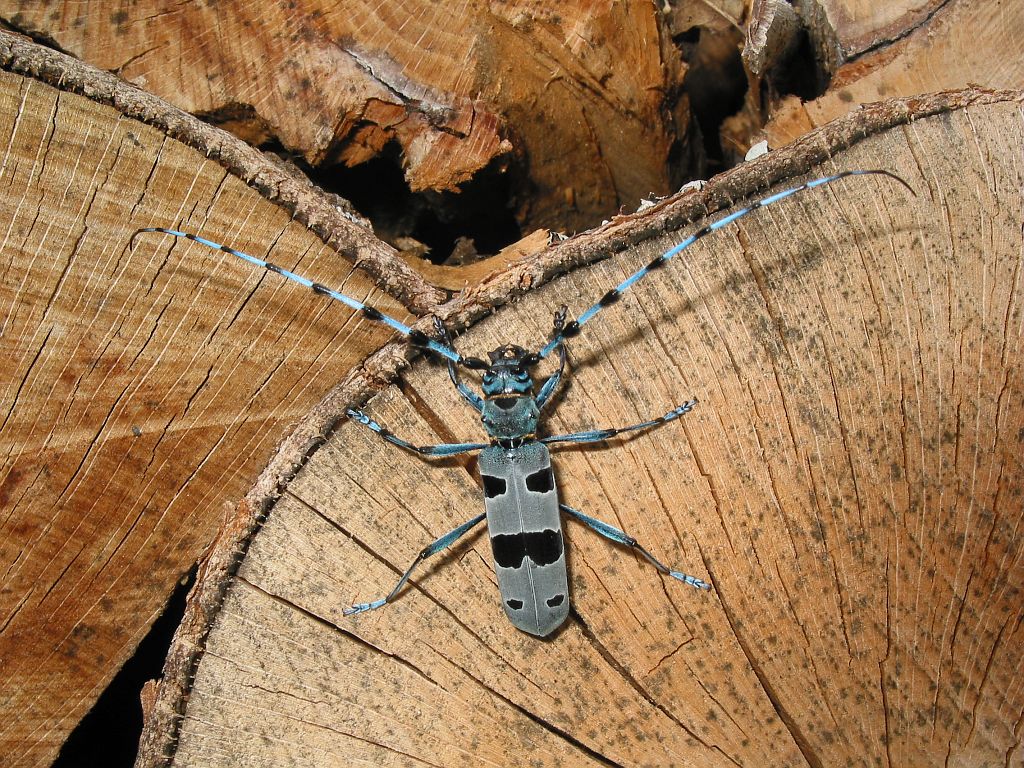 Rosalie des Alpes sur stère de bois de hêtre sur le site du Boucher, commune du Périer © Jean-Pierre Nicollet - Parc national des Ecrins