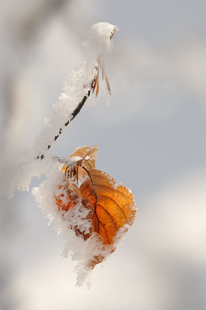 Feuille de hêtre givrée © Mireille Coulon - Parc national des Ecrins