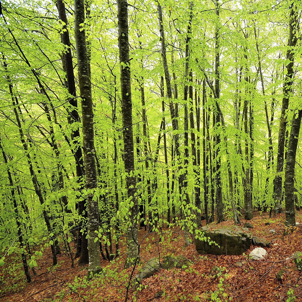 Sous bois de hêtres au primtemps © Mireille Coulon - Parc national des Ecrins