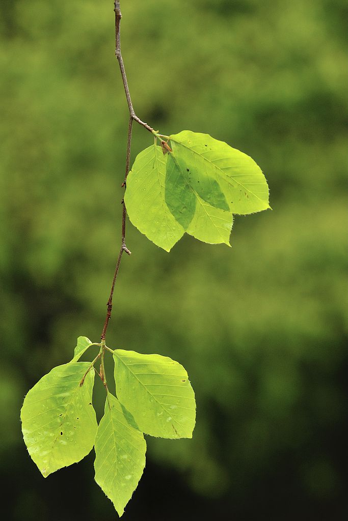 Jeunes feuilles de hêtre sous la pluie © Mireille Coulon - Parc national des Ecrins