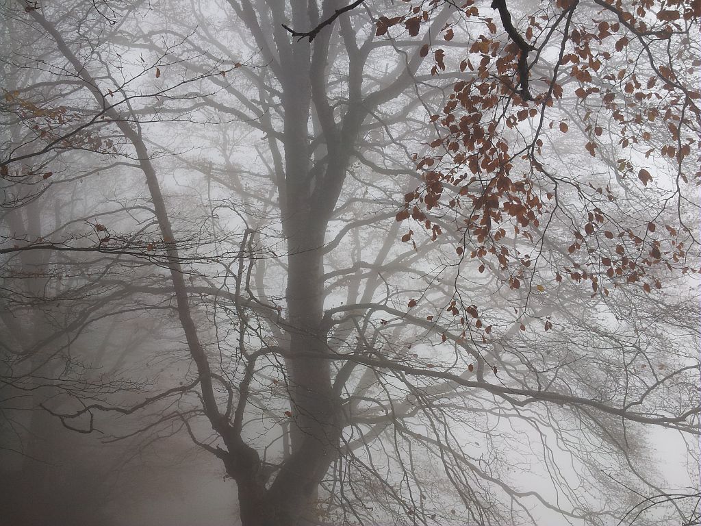 Vieux hètre dans la brume - Le Touret © Bernard Nicollet - Parc national des Ecrins