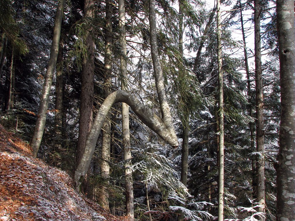 Hêtres fusionnés - échange de troncs - arbre en Z - sentier du puy d'oulles à la palud d'Ornon © Christophe Albert - Parc national des Ecrins Hêtres fusionnés - échange de troncs - arbre en Z - sentier du puy d'oulles à la palud d'Ornon © Christophe Albert - Parc national des Ecrins