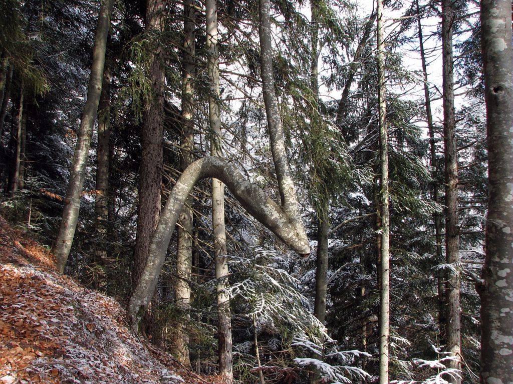 Hêtres fusionnés - échange de troncs - arbre en Z - sentier du puy d'oulles à la palud d'Ornon © Christophe Albert - Parc national des Ecrins 