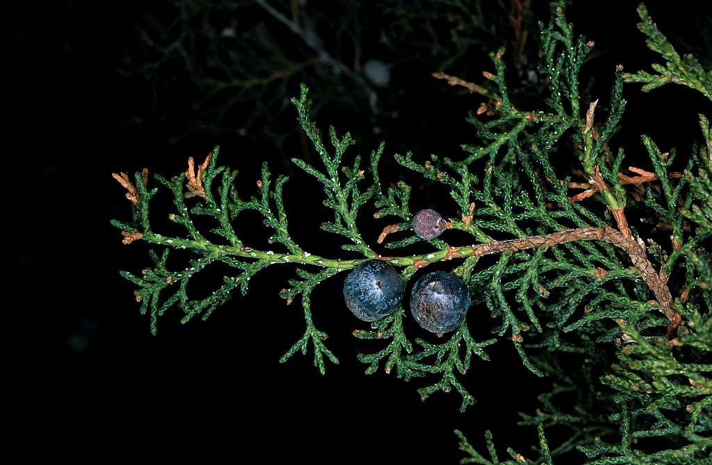 Fruits du genévrier thurifère © Bernard Nicollet - Parc national des Ecrins Fruits du genévrier thurifère © Bernard Nicollet - Parc national des Ecrins