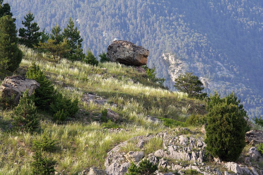Dans le steppique Durancien, stipe pennée et genévrier thurifère près d'un bloc ératique © Jean-Philippe Telmon - Parc national des Ecrins Dans le steppique Durancien, stipe pennée et genévrier thurifère près d'un bloc ératique © Jean-Philippe Telmon - Parc national des Ecrins