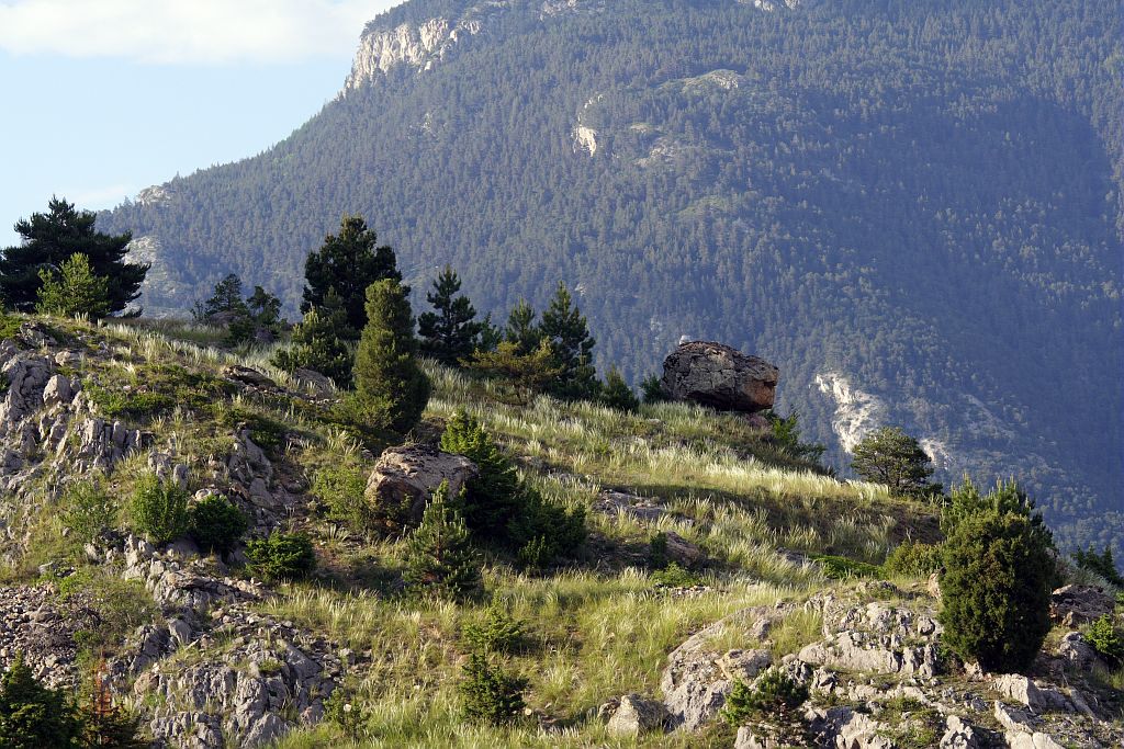 Dans le steppique Durancien, stipe pennée et genévrier thurifère près d'un bloc ératique © Jean-Philippe Telmon - Parc national des Ecrins