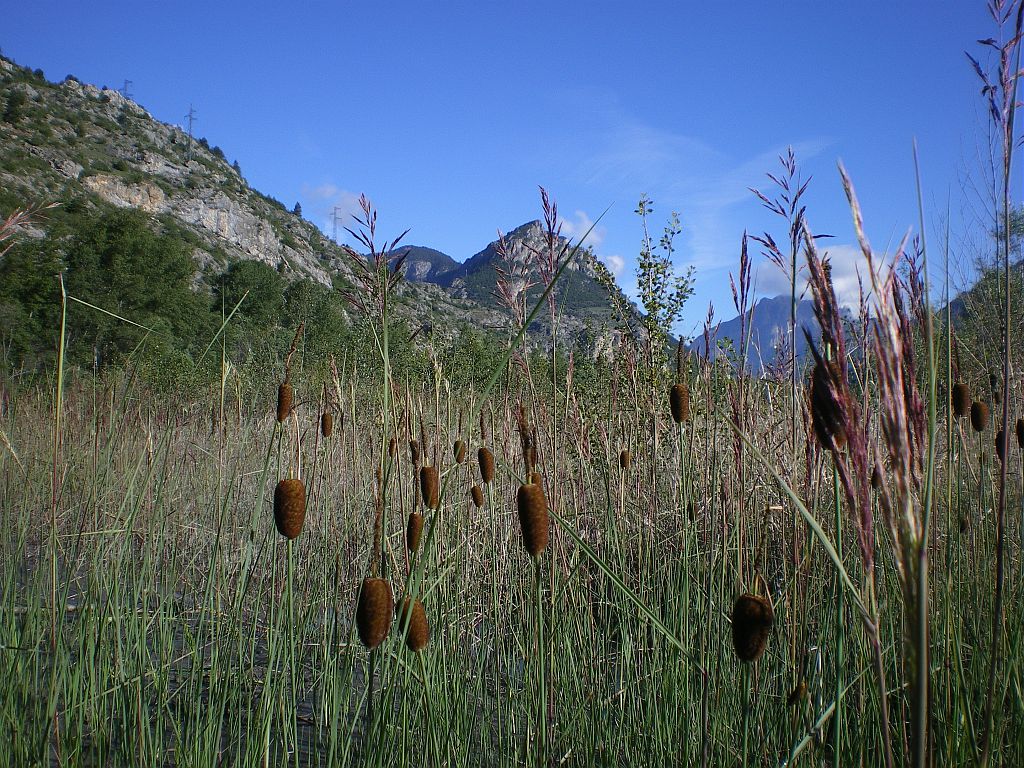 Petite massette dans la ripisylve de Rame © Jean-Philippe Telmon - Parc national des Ecrins Petite massette dans la ripisylve de Rame © Jean-Philippe Telmon - Parc national des Ecrins