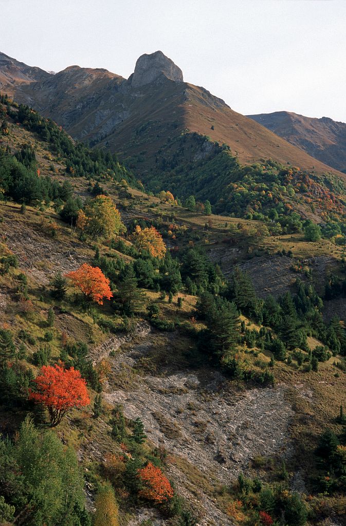 Adret du vallon du Tourot - milieu potentille du Dauphiné © Jean-Pierre Nicollet - Parc national du Dauphiné Adret du vallon du Tourot - milieu potentille du Dauphiné © Jean-Pierre Nicollet - Parc national du Dauphiné