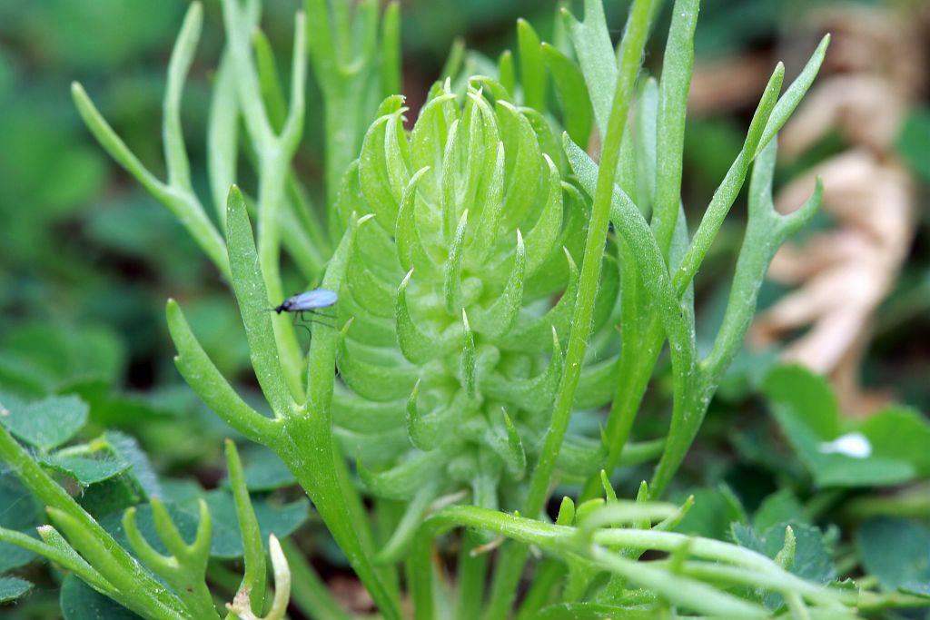 Cératocéphale en faux -  Ranunculaceae © Cédric Dentant - Parc national des Ecrins