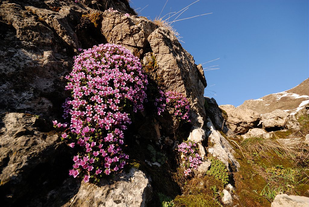 Coussinet de saxifrage à feuilles opposées © Mireille Coulon - Parc national des Ecrins Coussinet de saxifrage à feuilles opposées © Mireille Coulon - Parc national des Ecrins