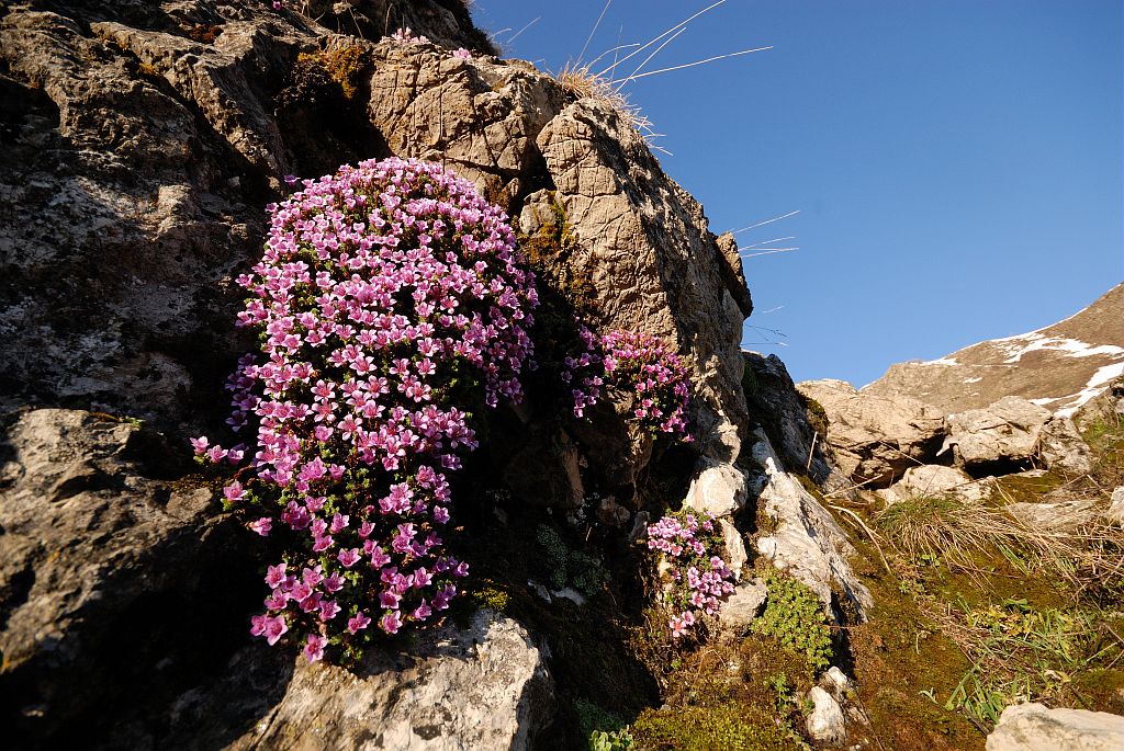 Coussinet de saxifrage à feuilles opposées © Mireille Coulon - Parc national des Ecrins