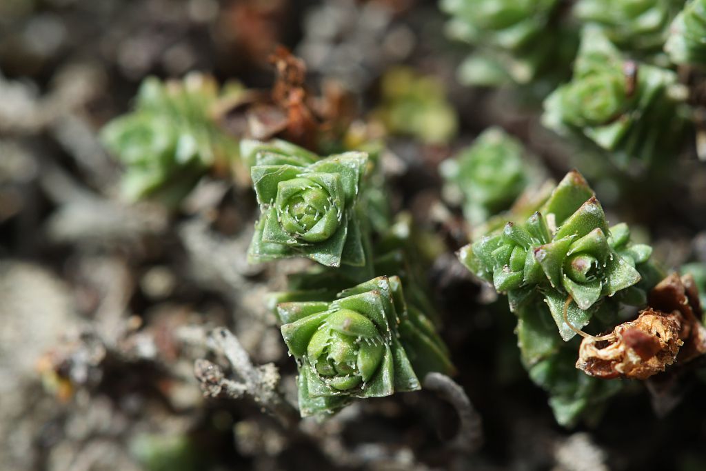 Saxifrage à feuilles opposées Saxifragacées - Feuilles en colonnettes - Rocailles - Tête de Vautisse - Réotier © Cédric Dentant - Parc national des Ecrins Saxifrage à feuilles opposées Saxifragacées - Feuilles en colonnettes - Rocailles - Tête de Vautisse - Réotier © Cédric Dentant - Parc national des Ecrins