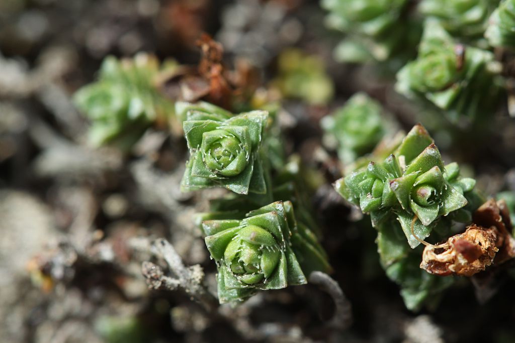 Saxifrage à feuilles opposées Saxifragacées - Feuilles en colonnettes - Rocailles - Tête de Vautisse - Réotier © Cédric Dentant - Parc national des Ecrins 