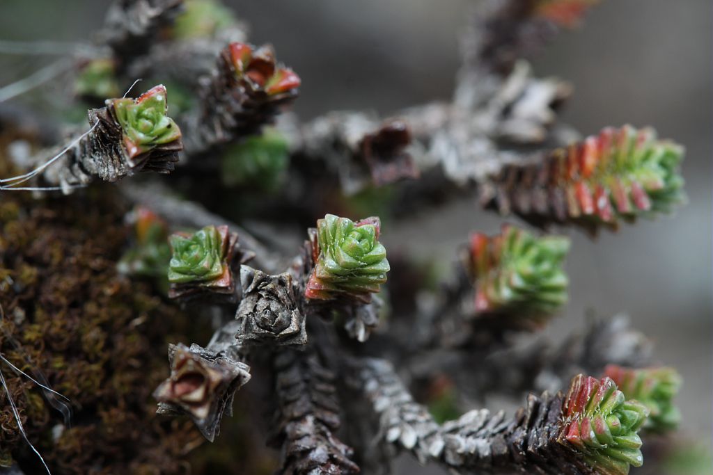 Saxifrage à feuilles opposées Saxifragacées - Feuilles en colonnettes - Rocailles - Tête de Vautisse - Réotier © Cédric Dentant - Parc national des Ecrins 