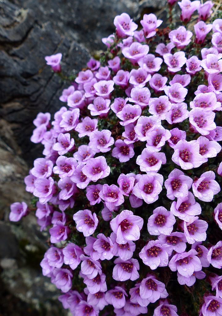 Les pales saxifrages à feuilles opposées - Valgaudemar © Ludovic imberdis - Parc national des Ecrins