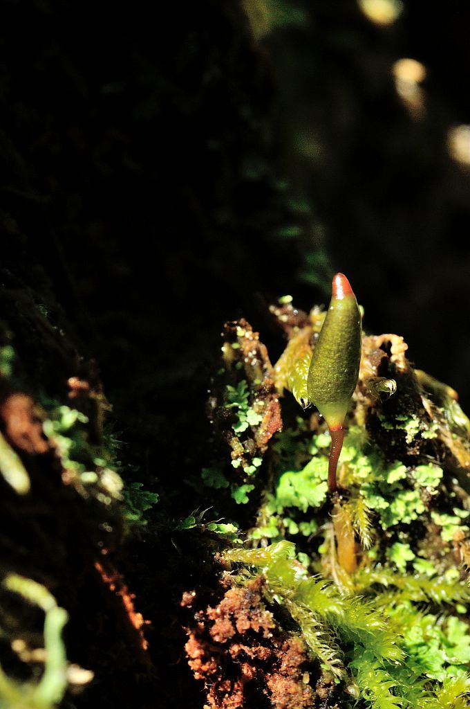 Buxbaumie sur bois pourissant © Mireille Coulon - Parc national des Ecrins