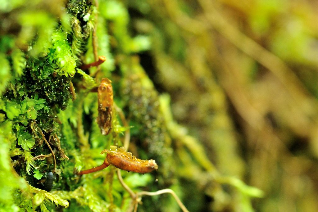 Buxbaumie sur bois pourissant © Mireille Coulon - Parc national des Ecrins