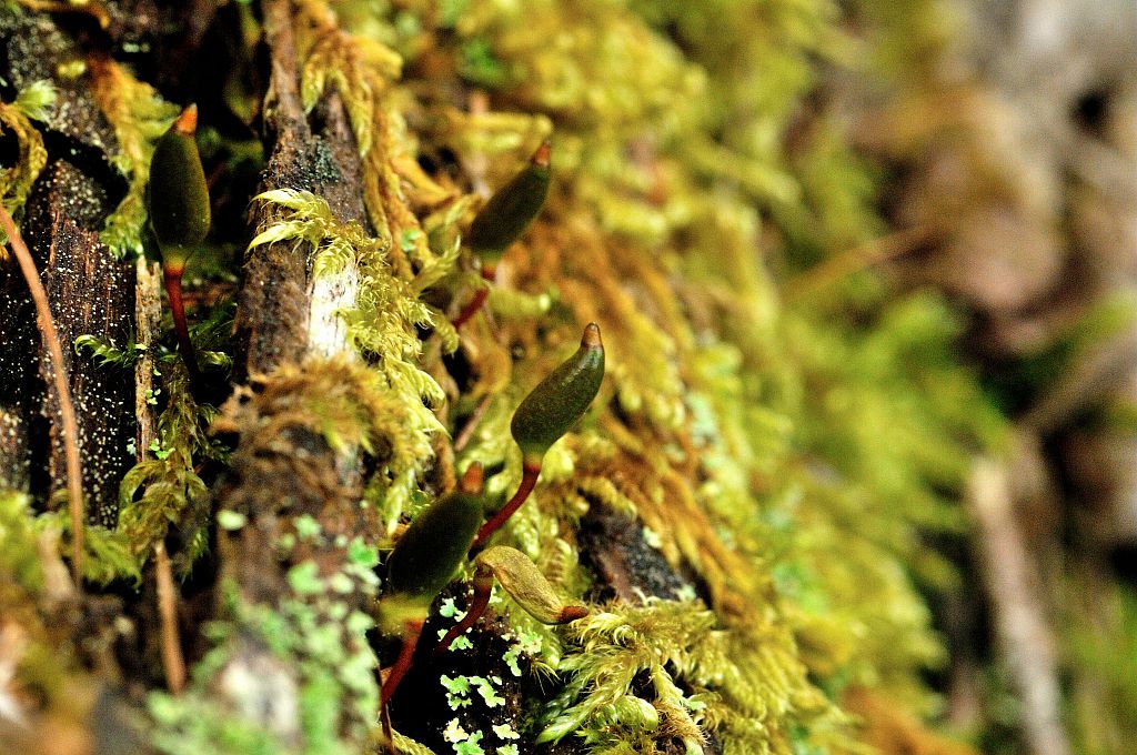 Buxbaumie sur bois pourissant © Mireille Coulon - Parc national des Ecrins