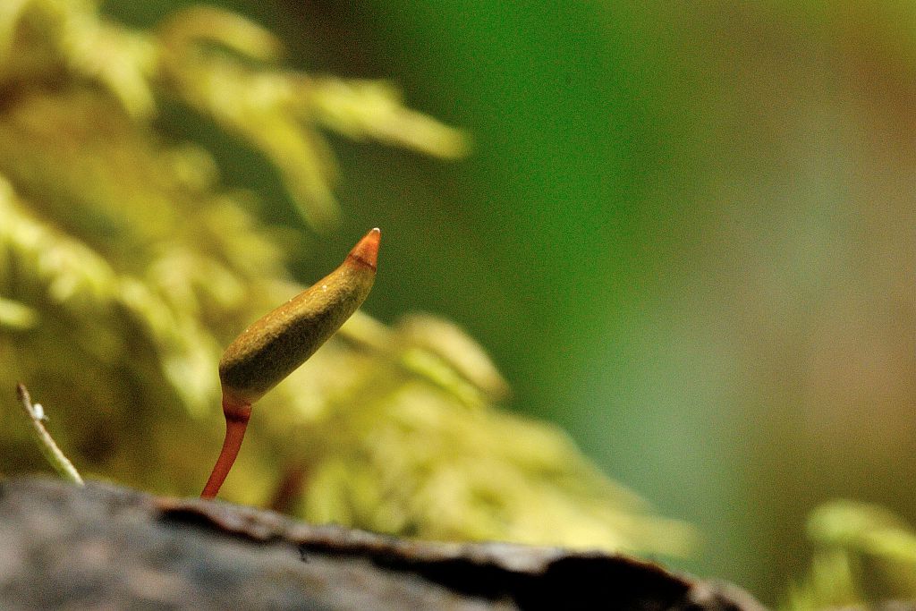 Buxbaumie sur bois pourissant © Mireille Coulon - Parc national des Ecrins