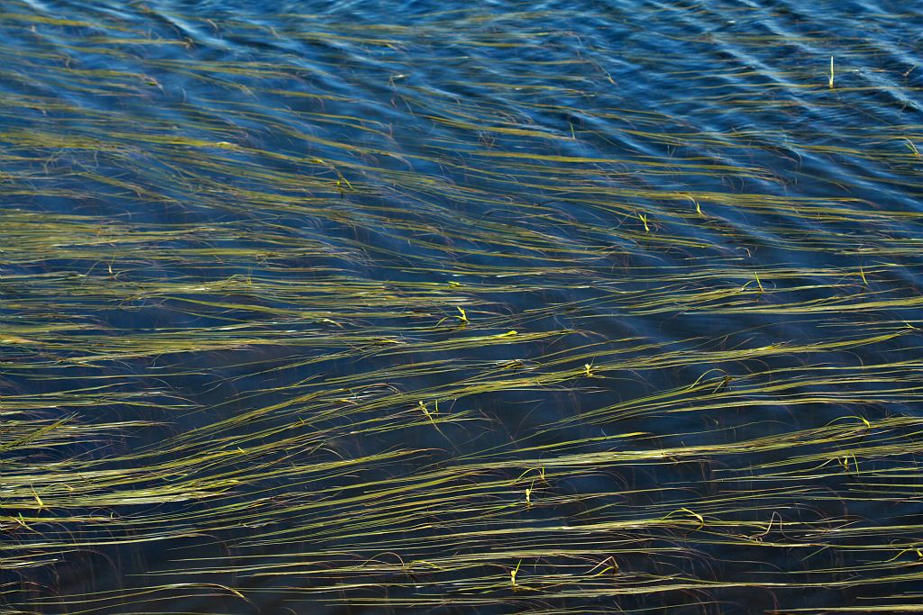 Rubanier à feuilles étroites, Sparganiacées, Lac Fourchu. Valbonnais © Cédric Dentant - Parc national des Ecrins Rubanier à feuilles étroites, Sparganiacées, Lac Fourchu. Valbonnais © Cédric Dentant - Parc national des Ecrins