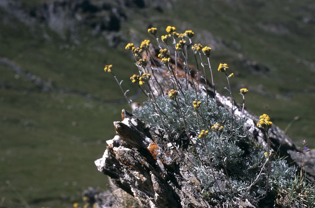 Génépi des glaciers © Marie-Geneviève Nicolas - Parc national des Ecrins Génépi des glaciers © Marie-Geneviève Nicolas - Parc national des Ecrins