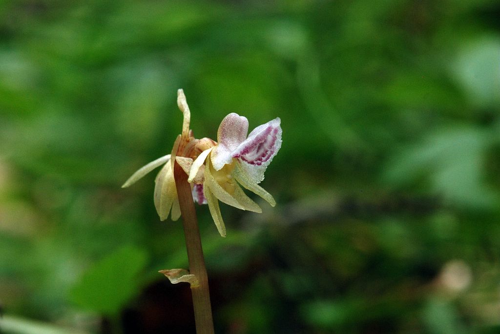 Epipogon sans feuilles - Vaunoir - Lavaldens © Bernard Nicollet - Parc national des Ecrins