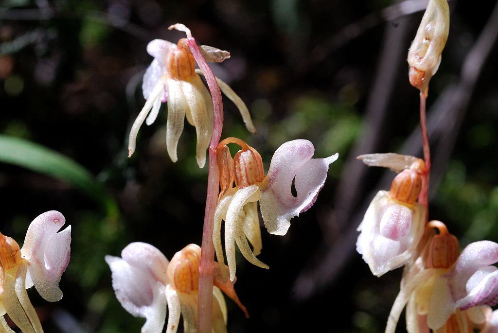 Epipogon sans feuilles © Mireille Coulon - Parc national des Ecrins