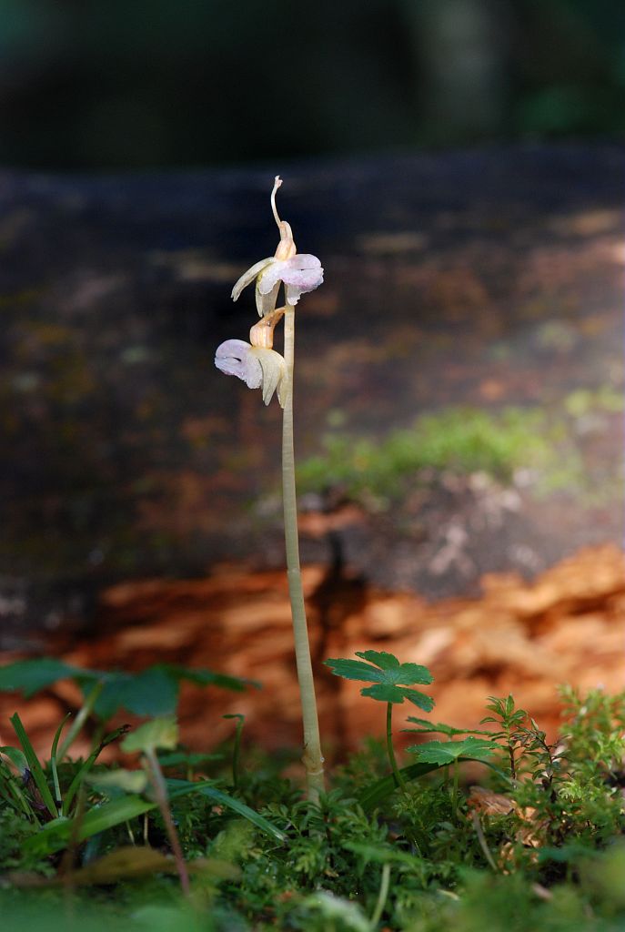 Epipogon sans feuilles © Bernard Nicollet - Parc national des Ecrins