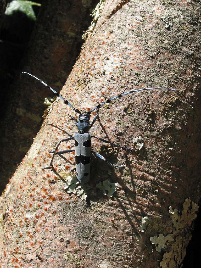 Rosalie des Alpes sur bois de hêtre tronçonné sur le site du Bouchet (le Périer) © Jean-Pierre Nicollet - Parc national des Ecrins Rosalie des Alpes sur bois de hêtre tronçonné sur le site du Bouchet (le Périer) © Jean-Pierre Nicollet - Parc national des Ecrins