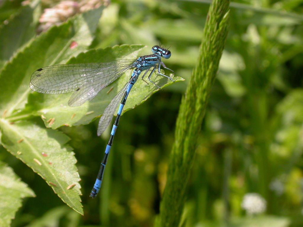 Agrion de Mercure © Olivier Grosselet - Parc national des Ecrins