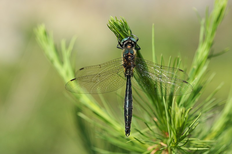 Cordulie alpestre © Olivier Tourillon - 2014 