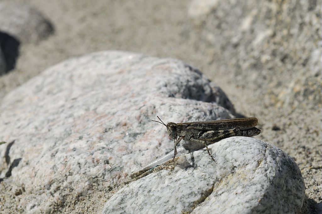 Criquet des torrents © Mireille Coulon - Parc national des Ecrins Criquet des torrents © Mireille Coulon - Parc national des Ecrins