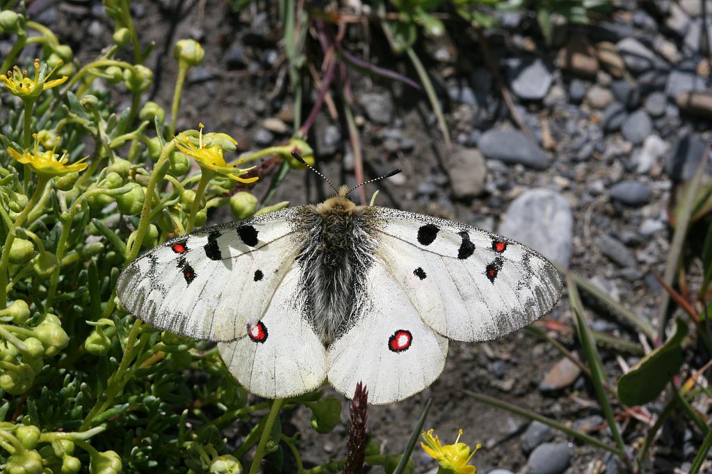 Petit apollon sur sa plante hôte (saxifrage faux aizoon) © Bernard Nicollet - Parc national des Ecrins