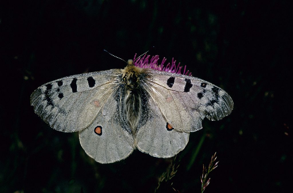 Petit Apollon © Bernard Nicollet - Parc national des Ecrins