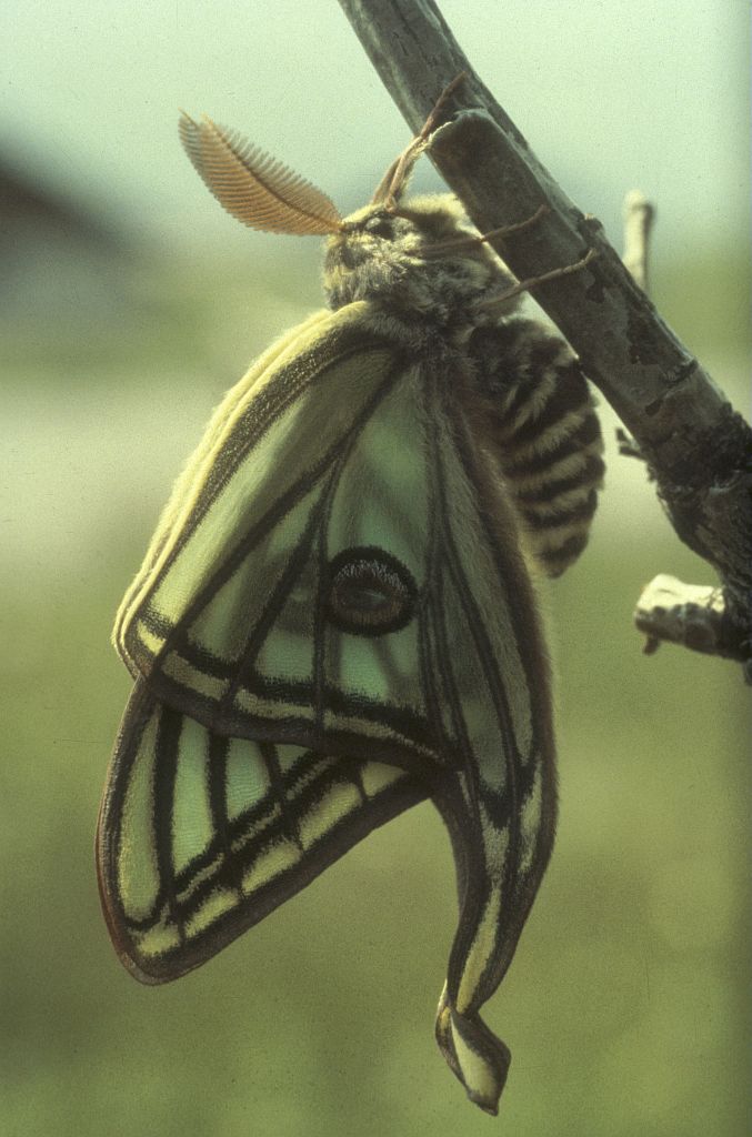 Graellsia isabelae galliaegloria, l'Isabelle de France.  Mâle immédiatement après l'émergence. Les nervures des ailes se remplissent d'hémolymphe pour atteindre leur taille définitive. © Raymond Cocault - Parc national des Ecrins
