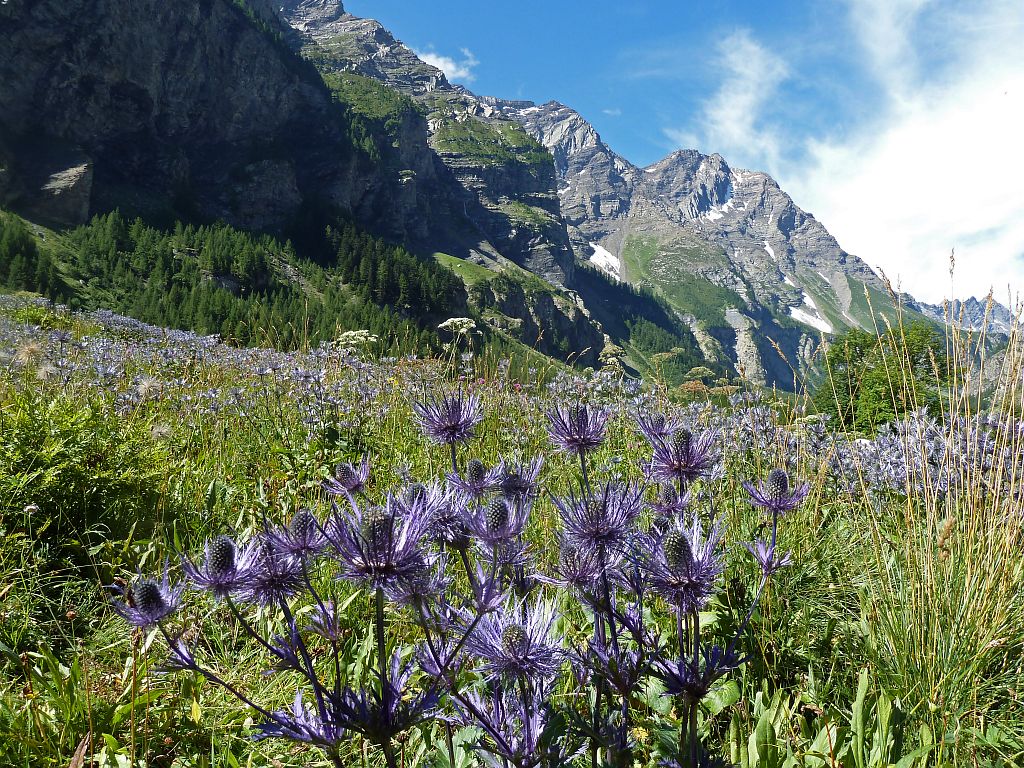 Chardons bleus, réserve biologique des Deslioures, vallon du Fournel © Blandine Delenatte, Parc national des Ecrins Chardons bleus, réserve biologique des Deslioures, vallon du Fournel © Blandine Delenatte, Parc national des Ecrins