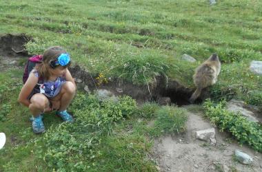 Une marmotte vraiment pas farouche -Refuge de Chamoissière - Villar d'Arène - La GraveRefuge de Chamoissière